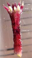  Staminal tube V.S.